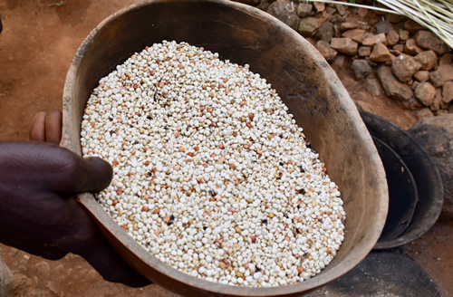 盛在碗里的小米从中央粮仓里取出来