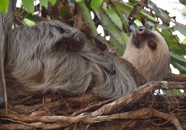 哥斯达黎加最受欢迎的动物之一，三趾棕色喉懒之一