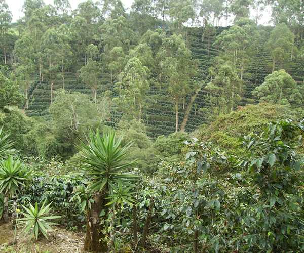 Turrialba附近的咖啡和果树永久种植
