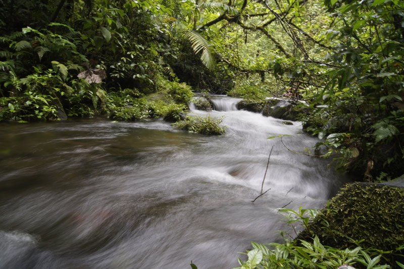 哥斯达黎加的每日降雨也产生了美丽的匆忙溪流和茂密的丛林