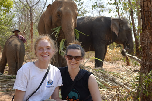 保护大象栖息地在泰国与全球意识