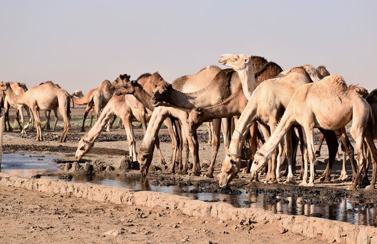 骆驼饮水Chalbi沙漠的一片绿洲