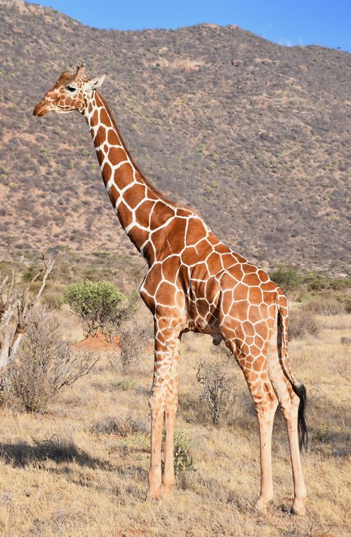 在桑布鲁禁猎区网状的长颈鹿