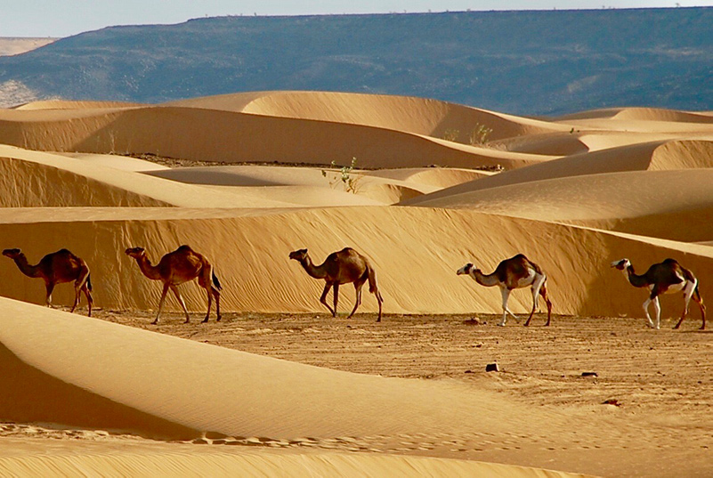 毛里塔尼亚的骆驼商队
