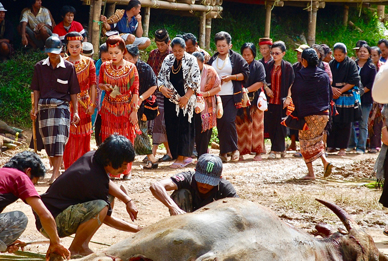 印度尼西亚苏拉威西岛的水牛祭祀