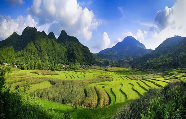 越南群山之间山谷中的稻田