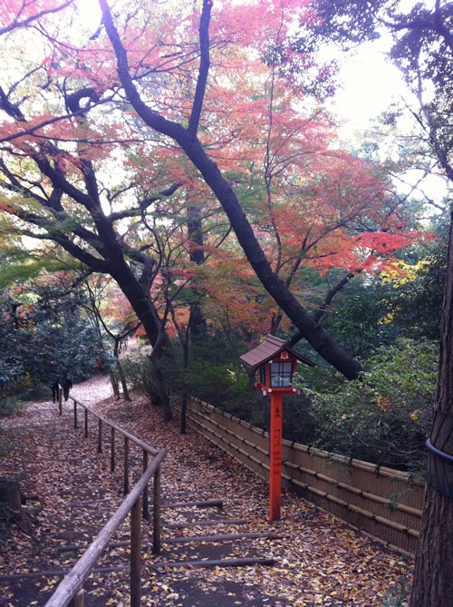 东京公园里的秋叶
