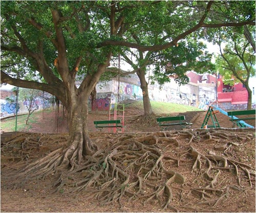 阿雷格雷波尔图众多树之一的根