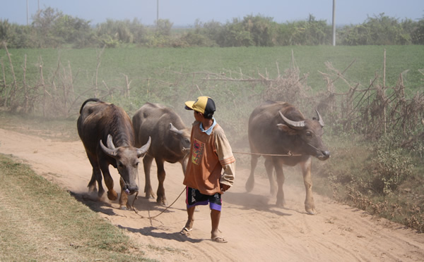 柬埔寨乡村的典型场景
