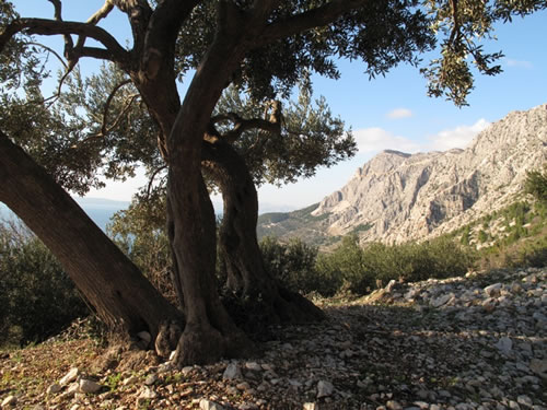 克罗地亚橄榄树在山上