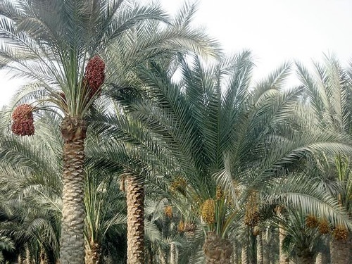 开罗城外的枣椰树