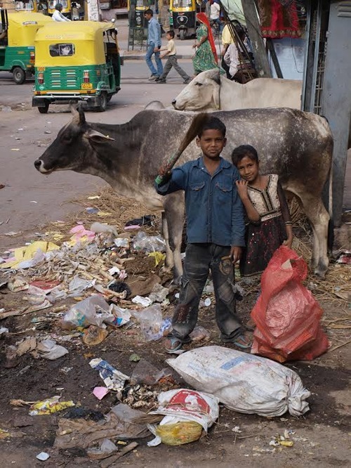印度斋浦尔的儿童和牛