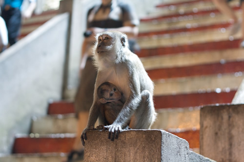 Batu Caves的母亲和婴儿猕猴