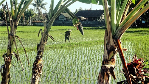 一个农夫在巴厘岛照管他的领域