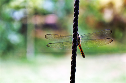 蜻蜓休息