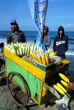 海边玉米供应商