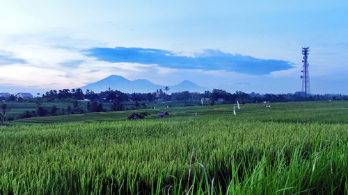 稻田在巴厘岛