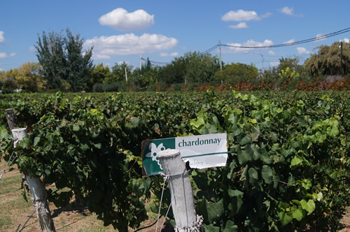 门多萨的葡萄园