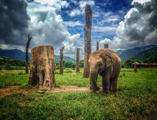 Save the Elephant at Elephant Nature Park from 'How Travel Can Change the World'“width=