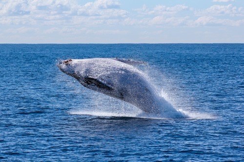 澳大利亚和新西兰:最好的冒险旅行。鲸鱼跳。