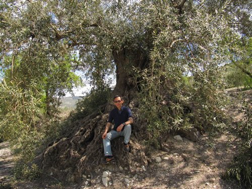 1,700年历史的橄榄树