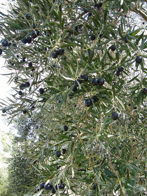 成熟的橄榄悬挂在树上