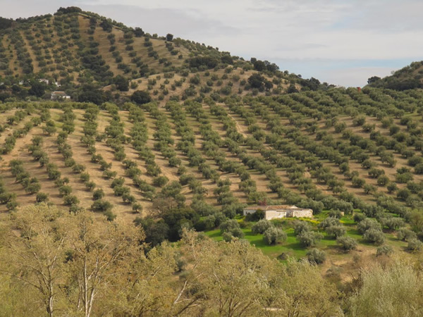 橄榄树覆盖了西班牙安达卢西亚地区