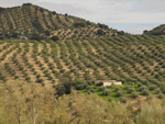 在西班牙安达卢西亚摘葡萄