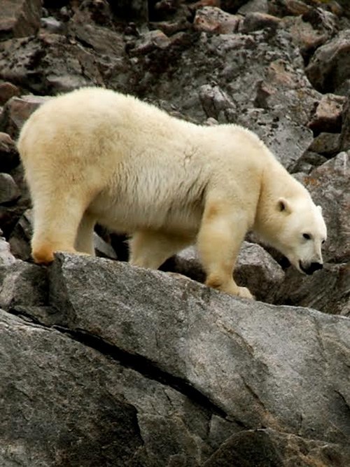 夏天饥饿的北极熊