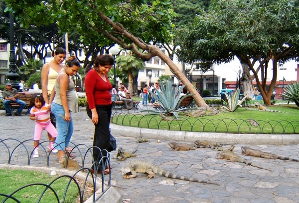 Parque Bolivar的饥饿鬣蜥。厄瓜多尔瓜亚奎尔