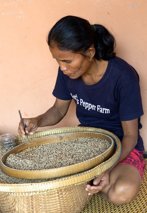 贡布辣椒农场的妇女正在挑选辣椒玉米