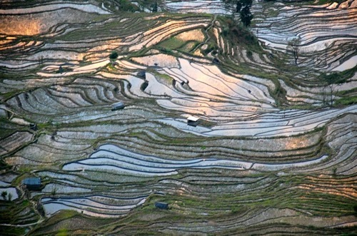 Yuanyang稻田
