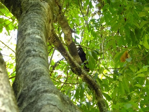 哥斯达黎加的霍勒猴子