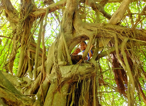 哥斯达黎加树上的男孩