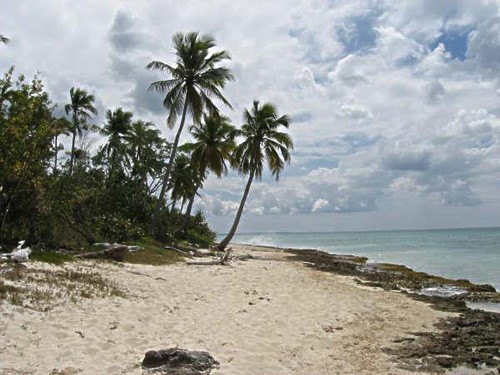 多米尼加共和国海滩和树木