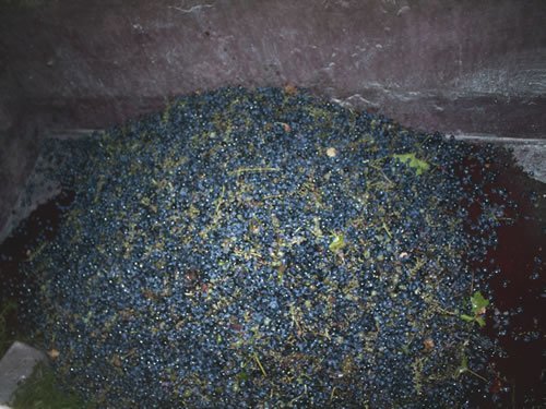 用于收割葡萄酒的新鲜葡萄