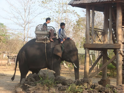 在老挝骑大象