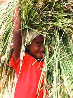 马达加斯加的小女孩拿着稻草