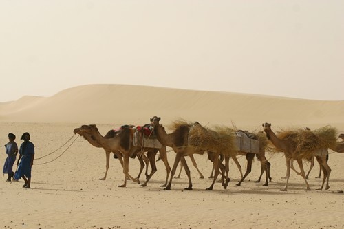 沙漠里的骆驼牧人
