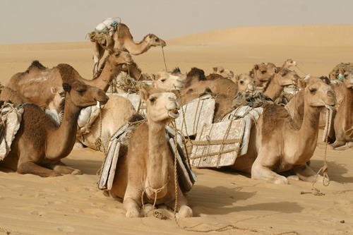 骆驼休息