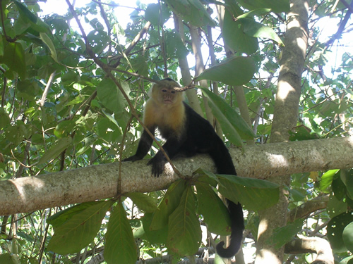 哥斯达黎加的猴子