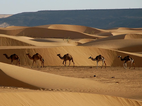 骆驼穿过毛里塔尼亚的沙丘。