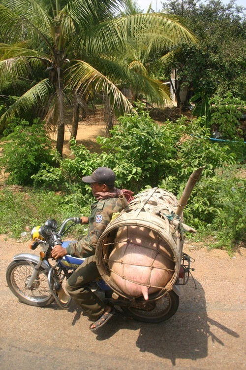 摩托车上的巨型猪