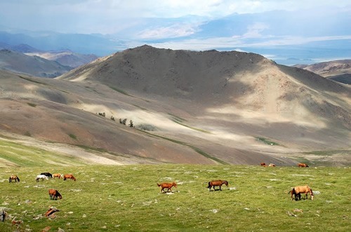蒙古的一群马匹