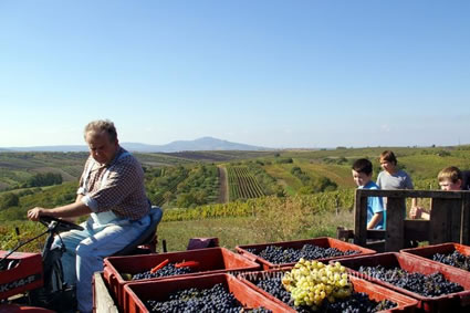 摩拉维亚家族在收割葡萄。