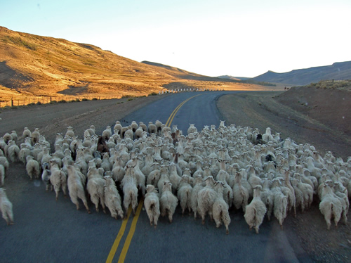南美道路上的绵羊