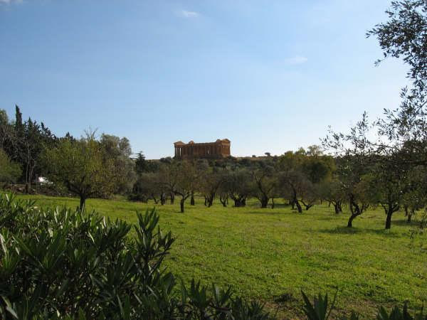 神庙谷的橄榄树。