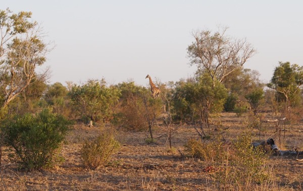 克鲁格国家公园的孤独长颈鹿