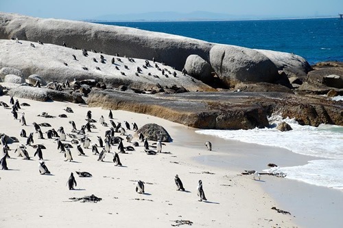 企鹅在海滩上自由自在地闲逛