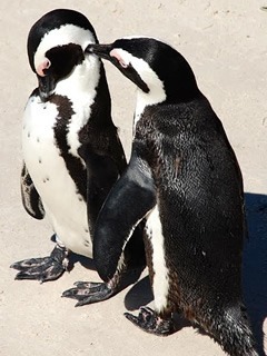 企鹅夫妇在南非